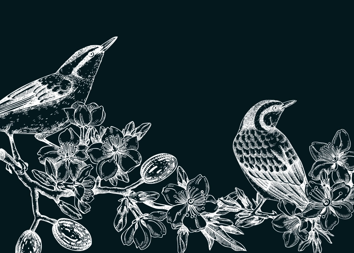 Nuthatchs sitting on flowering almond branch sketch. Vector spring garden illustration on chalkboard. Hand drawn passerine birds singing on blooming tree with nuts, leaves and flowers for print